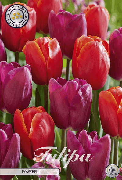 Tulp Krachtig