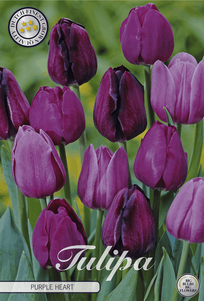 Tulp Paars Hart