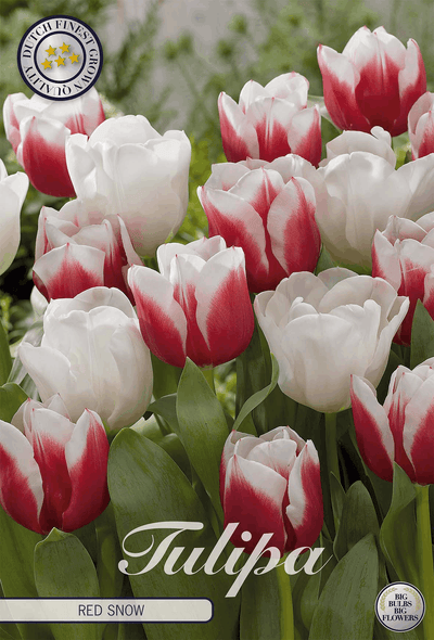 Tulp Rode Sneeuw