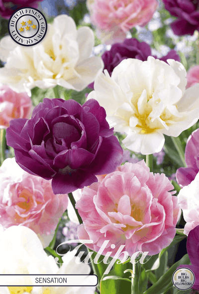 Tulpensensatie