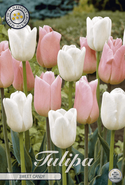 Tulipa zoete snoepjes