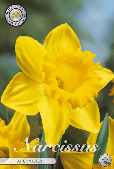 Narcissus Nederlandse Meester