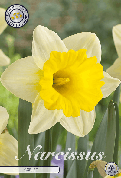 Narcissus Beker