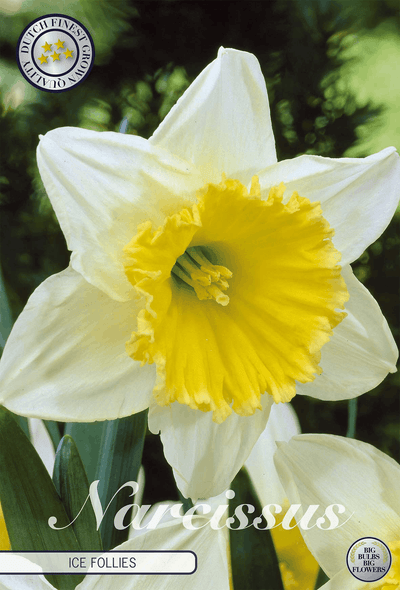 Narcissus IJs Follies