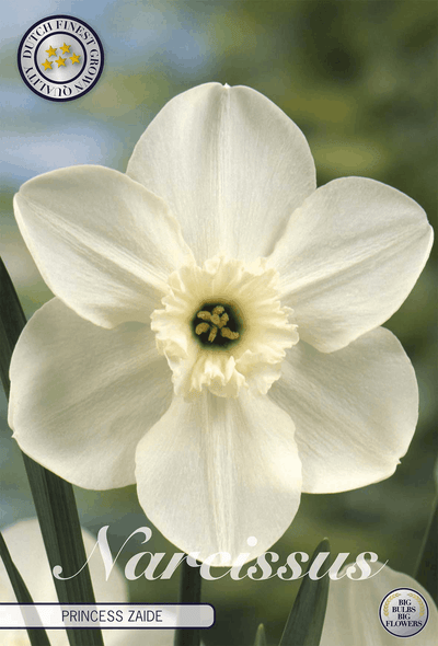 Narcissus Prinses Zaide