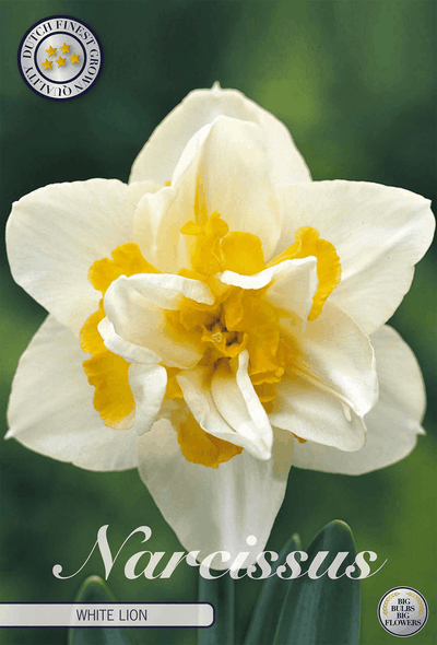 Narcissus Witte Leeuw