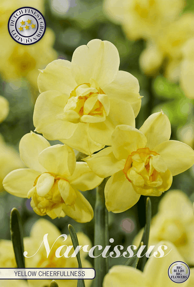 Narcissus Gele Vrolijkheid