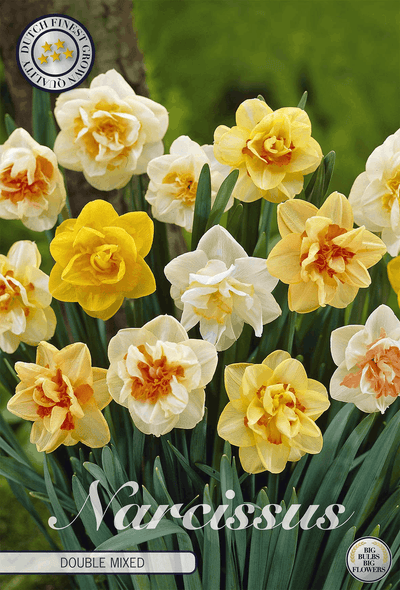 Narcissus Dubbel Gemengd