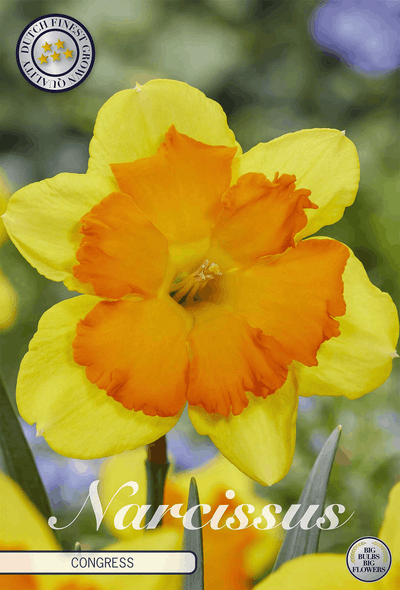 Narcissus Congres