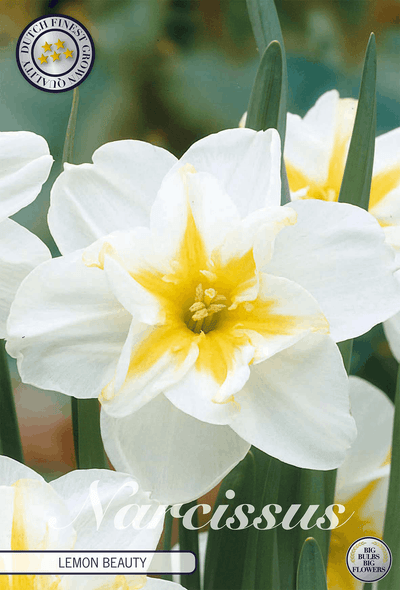 Narcissus Citroen Schoonheid