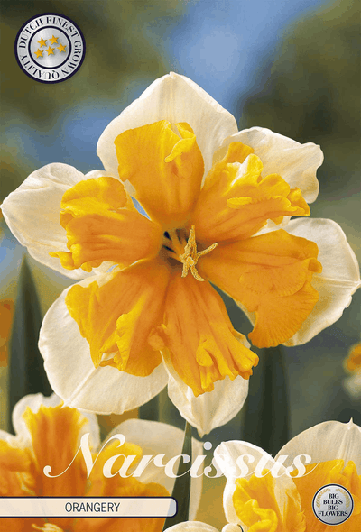 Narcissus Orangerie