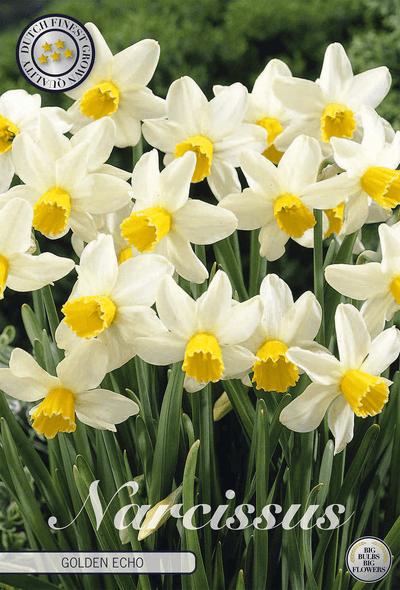 Narcissus Gouden Echo