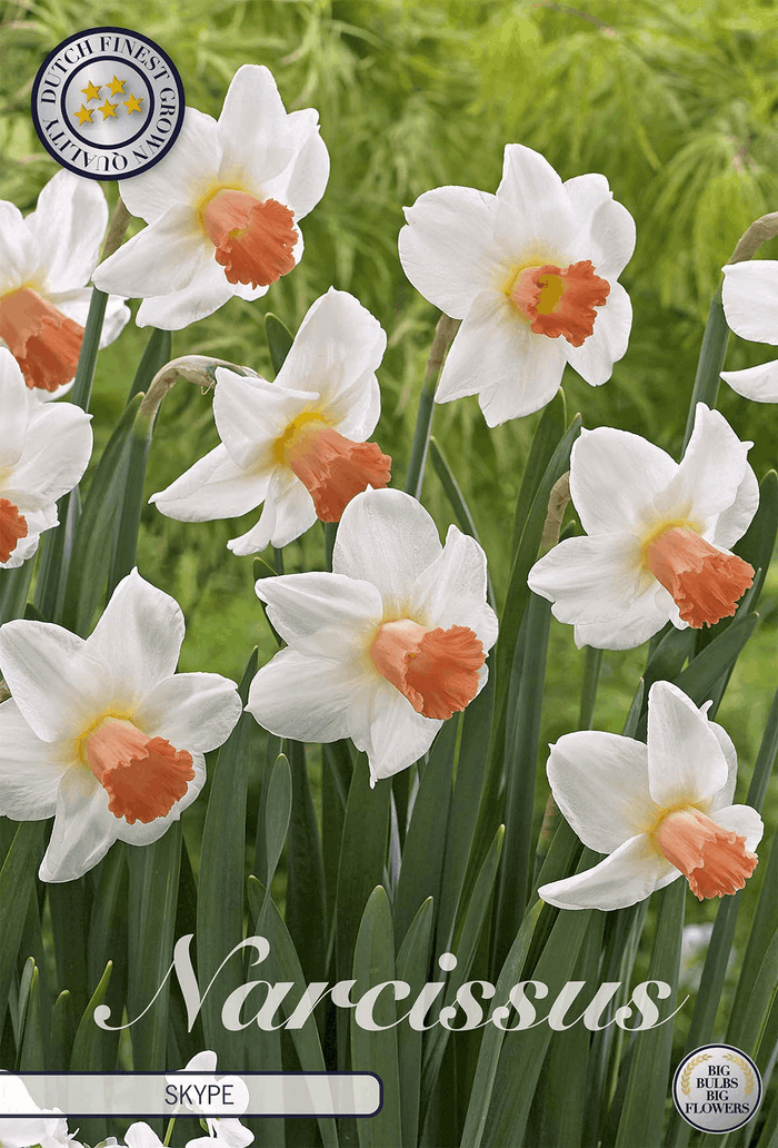 Narcissus Skype