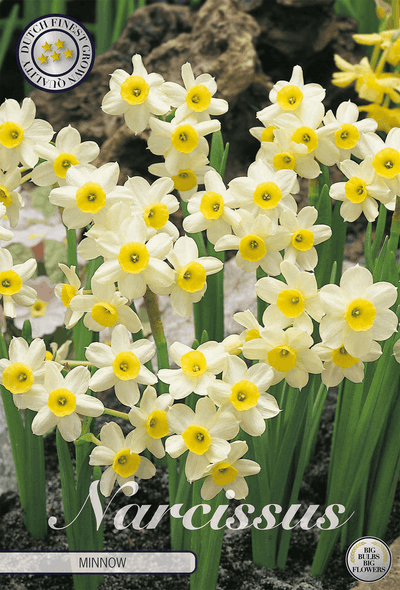 Narcissus-minnow