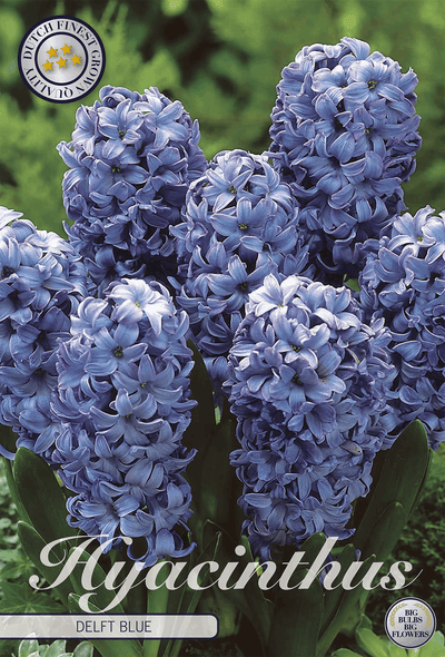 Hyacint Delfts Blauw