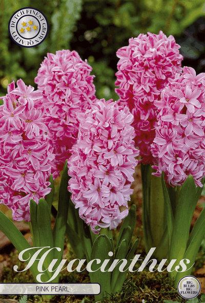 Hyacint Roze Parel