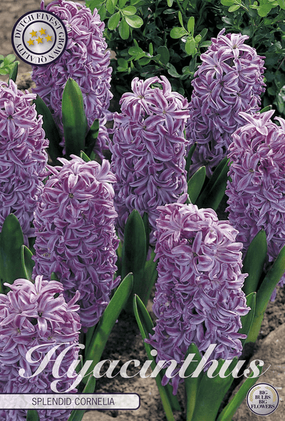 Hyacinthus Prachtkornoelje