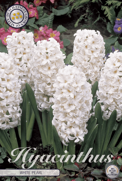 Witte Parel van de Hyacint