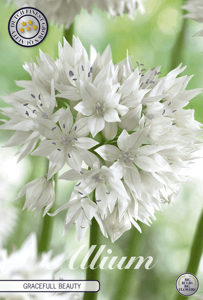 Allium Sierlijke Schoonheid