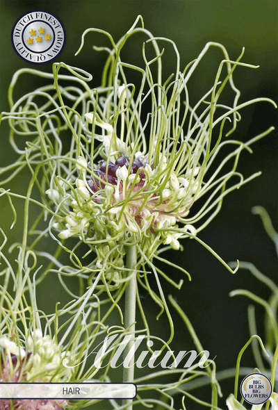 Allium Haar