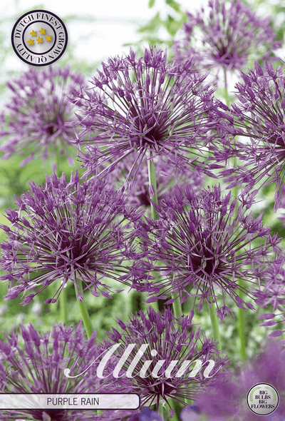 Allium paarse regen