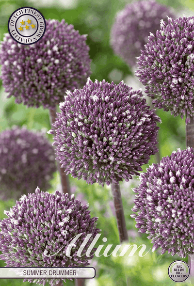 Allium Zomertrommelaar
