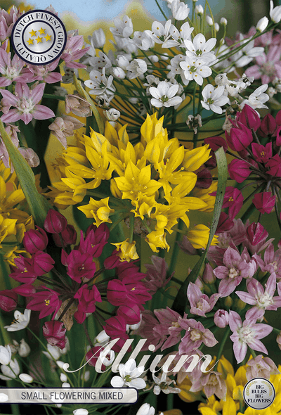 Allium Kleinbloeiende Gemengd