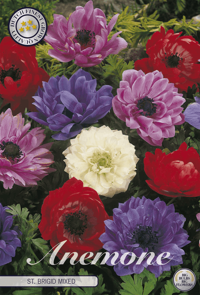 Anemone St. Brigid Gemengd