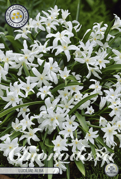 Chionodoxa Luciliae Alba