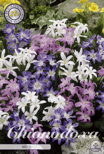 Chionodoxa gemengd