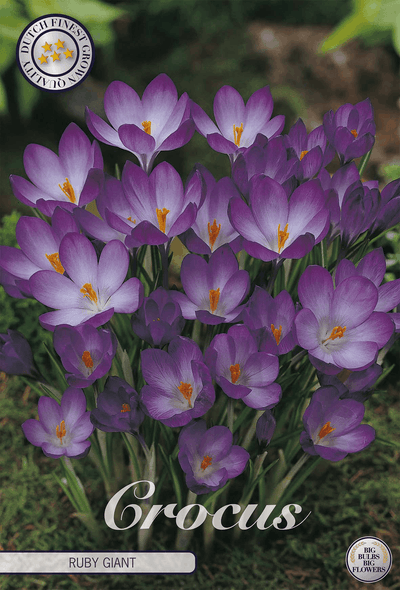 Krokus Robijn Reus