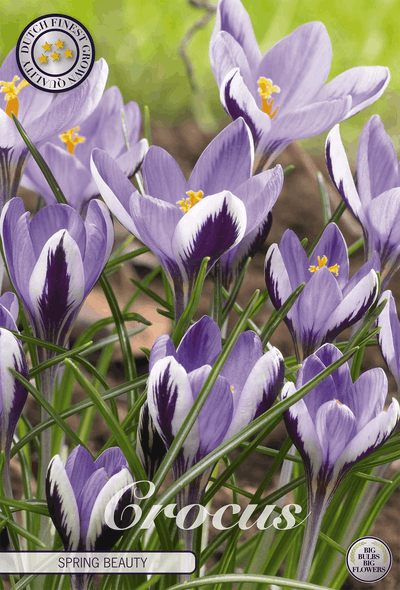 Crocus Lente Schoonheid