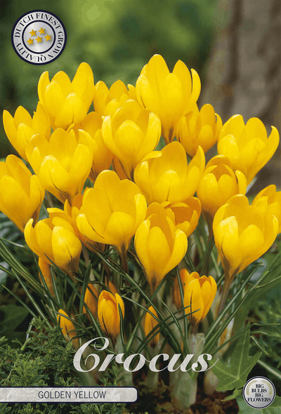 Goudgele krokus