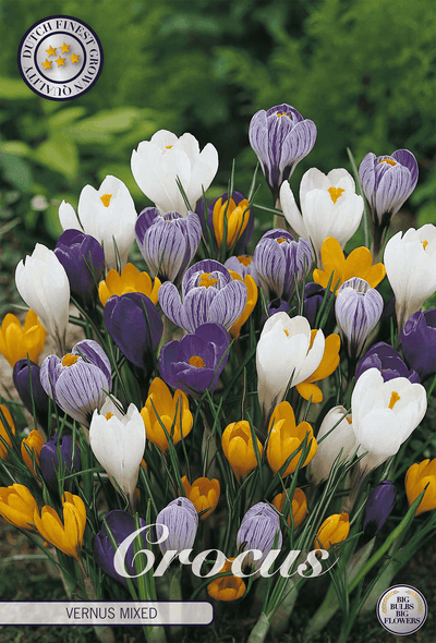 Crocus Vernus Gemengd