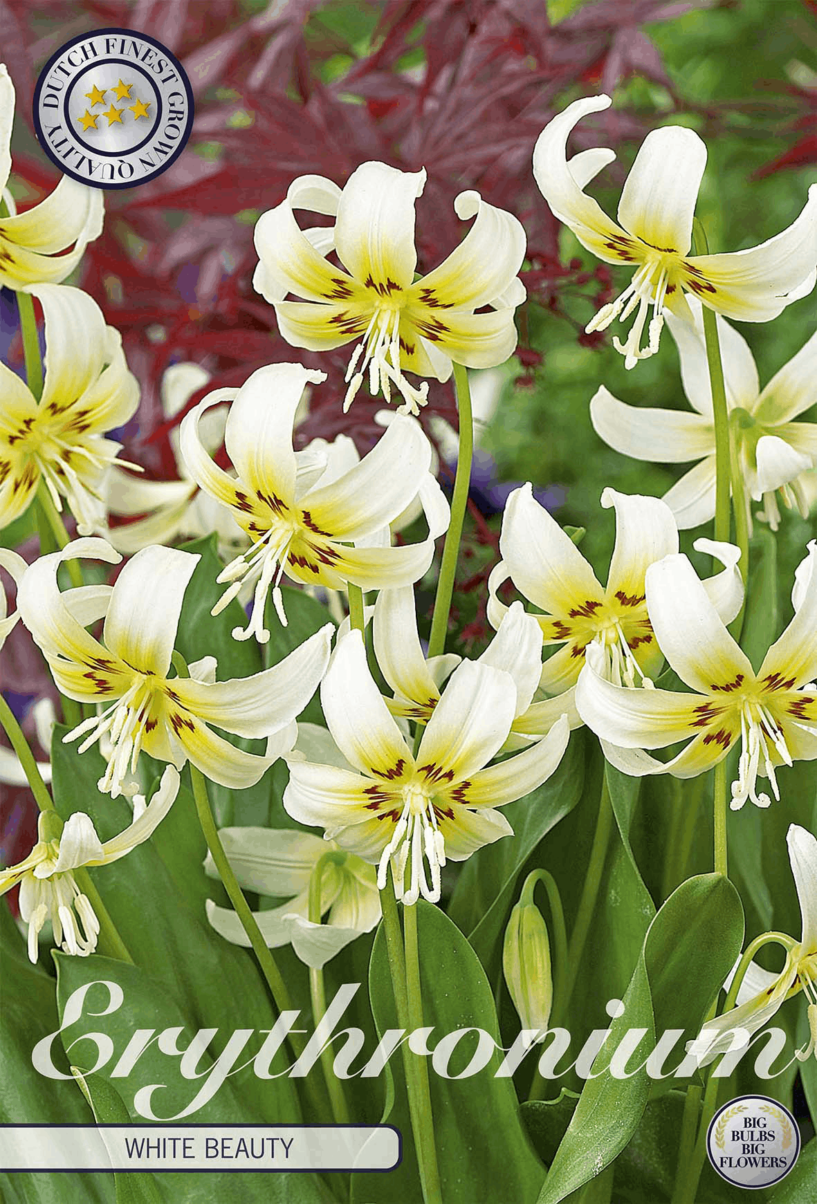 Hondstand (Erythronium)