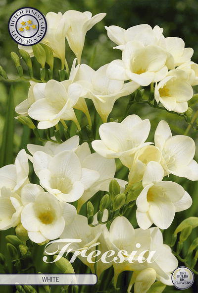 Freesia wit