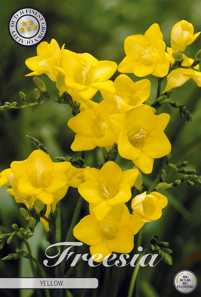 Freesia geel