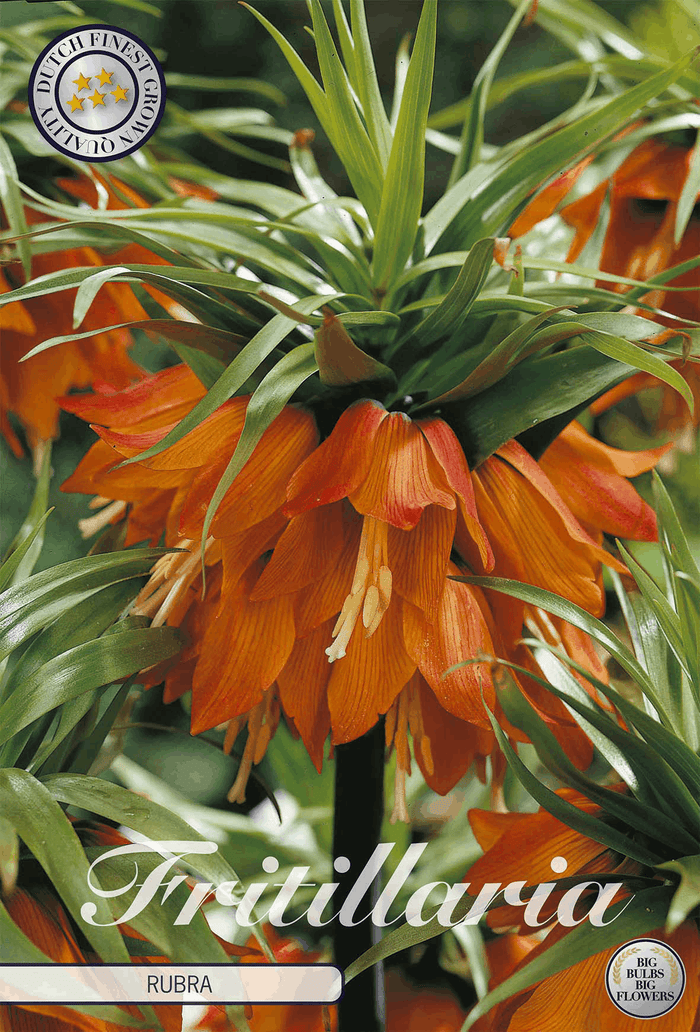 Fritillaria Rubra
