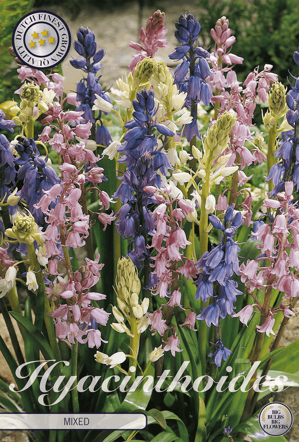 Hyacinthoides gemengd