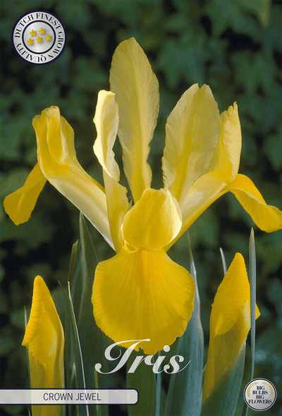 Iris Kroonjuweel