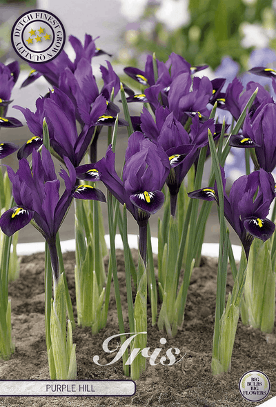 Iris Paarse Heuvel