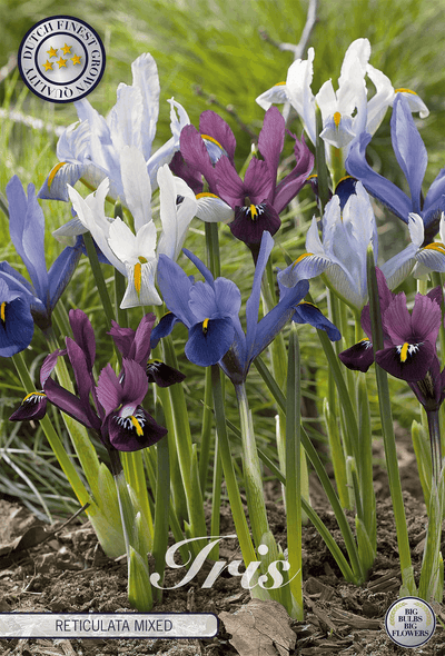 Iris Reticulata Gemengd
