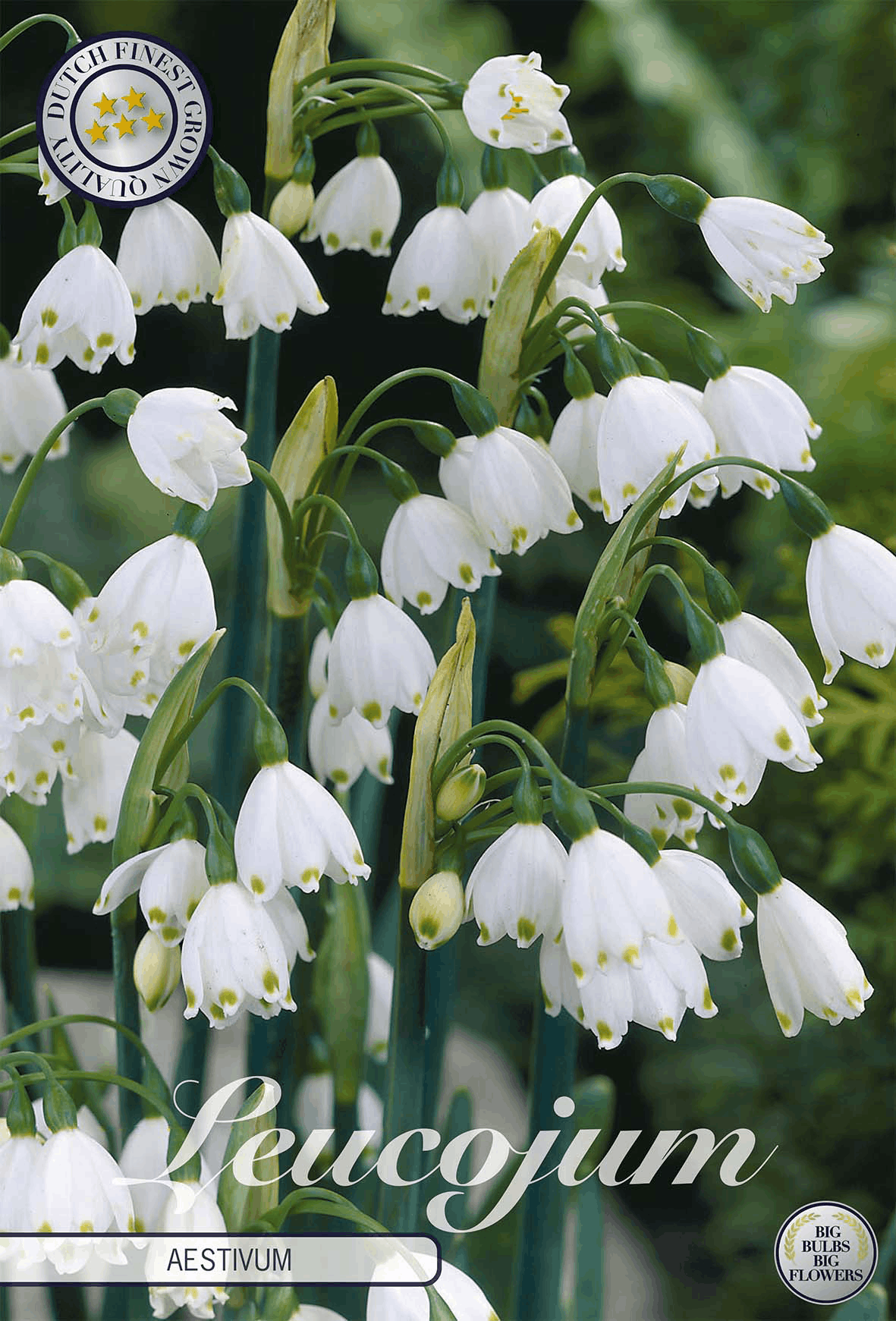 Zomerklokje (Leucojum)