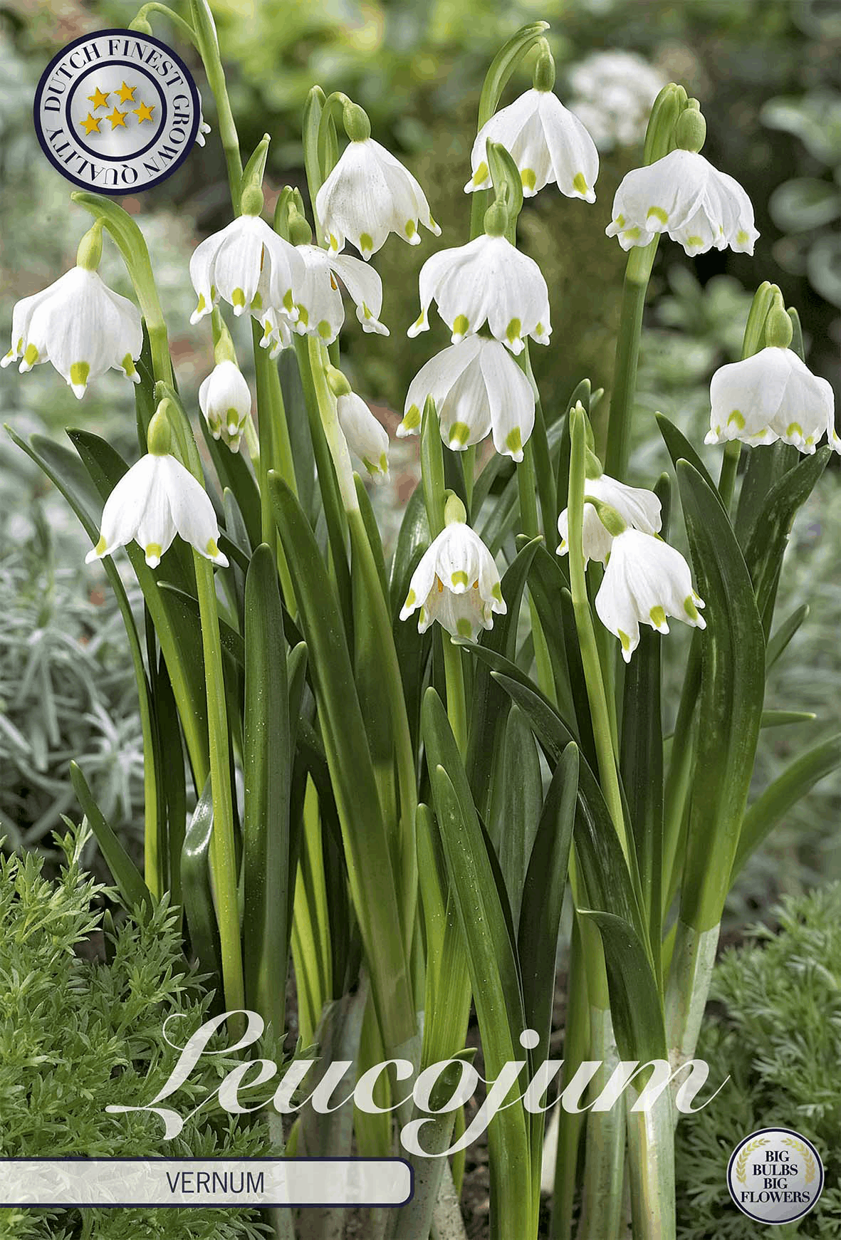 Zomerklokje (Leucojum)