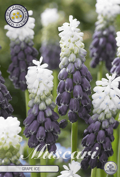 Muscari Druivenijs