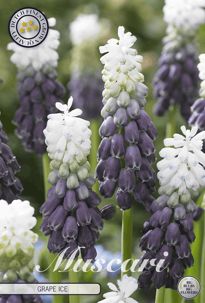 Muscari Druivenijs