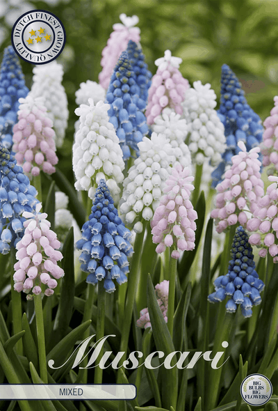 Muscari gemengd