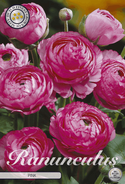 Ranunculus roze