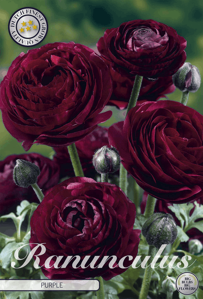 Ranunculus Paars