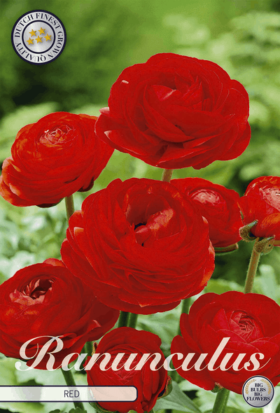 Ranunculus rood